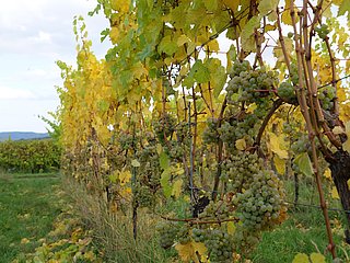 Weinberge an der Mosel