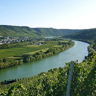Blick aus den Weinberge auf Wintrich