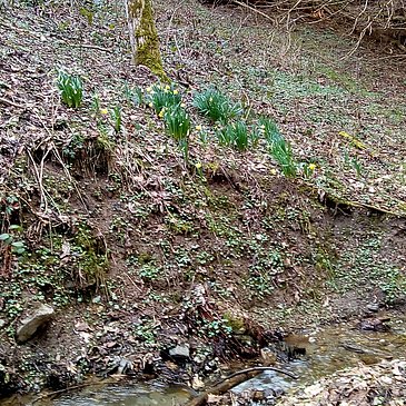 Wilde Narzissen im Rondelbachtal