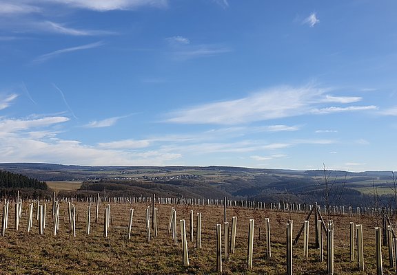 Blick in den Hunsrück