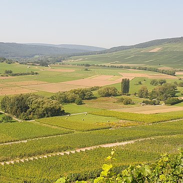 Weinberge bei Lieser