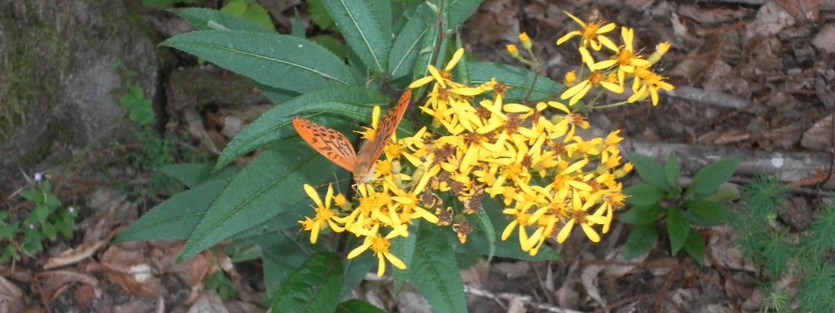 Flora auf dem Wanderweg