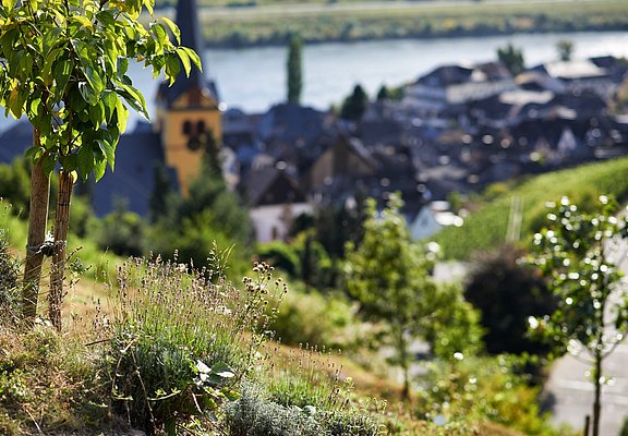 Blick auf Zeltingen-Rachtig