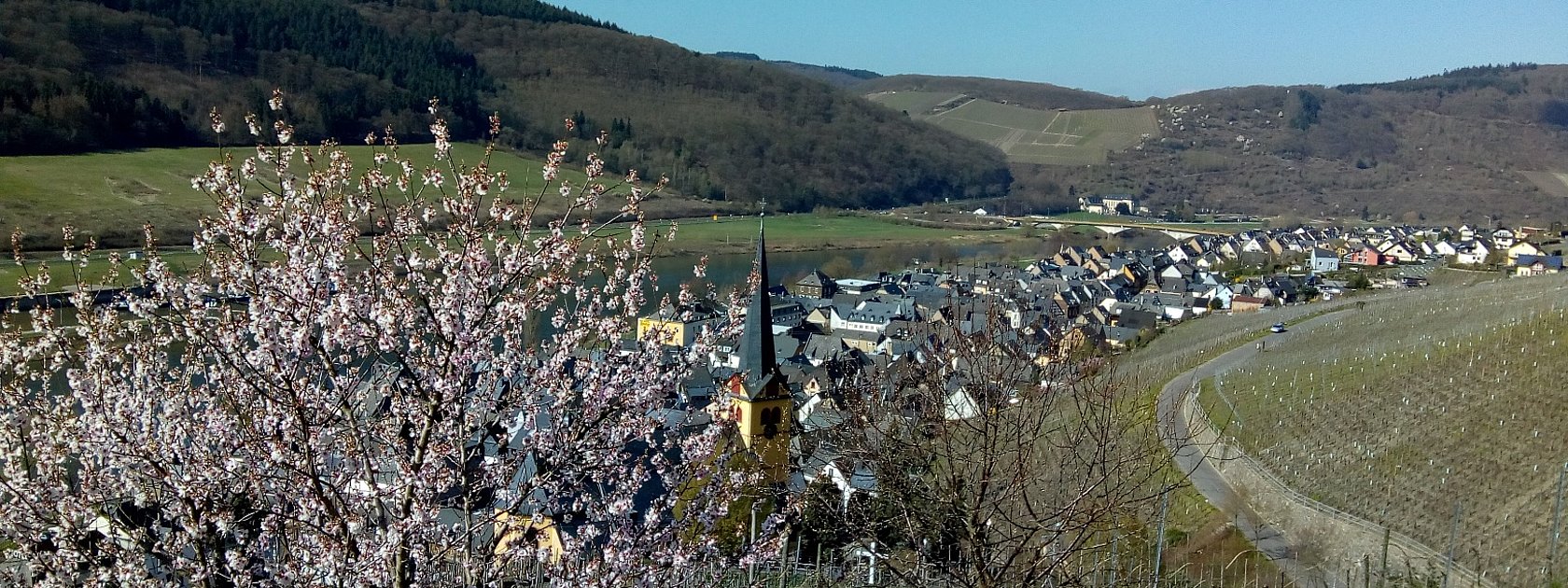 Blick auf Zeltingen-Rachtig aus dem Sortengarten