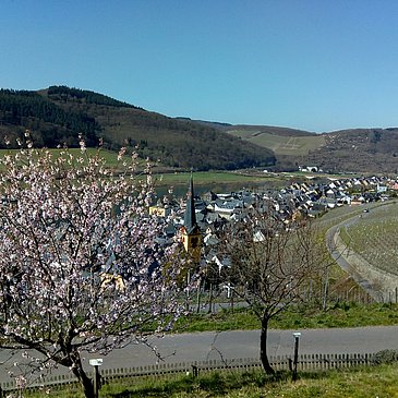 Blick auf Zeltingen-Rachtig aus dem Sortengarten