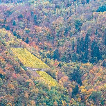 Herbstliches Ambiente im Moselurlaub