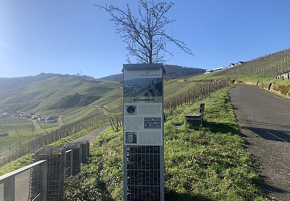 Infosäule Eidechse