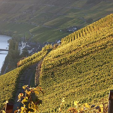 Weinberge