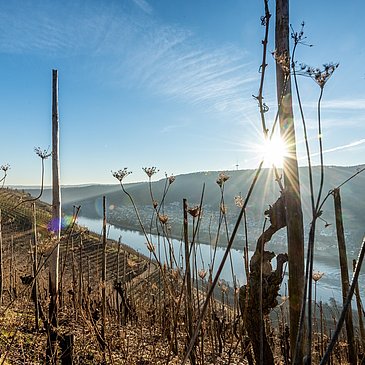 Weinreben am Moselsteig bei Winningen