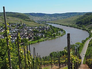 Aussicht auf Neumagen-Dhron