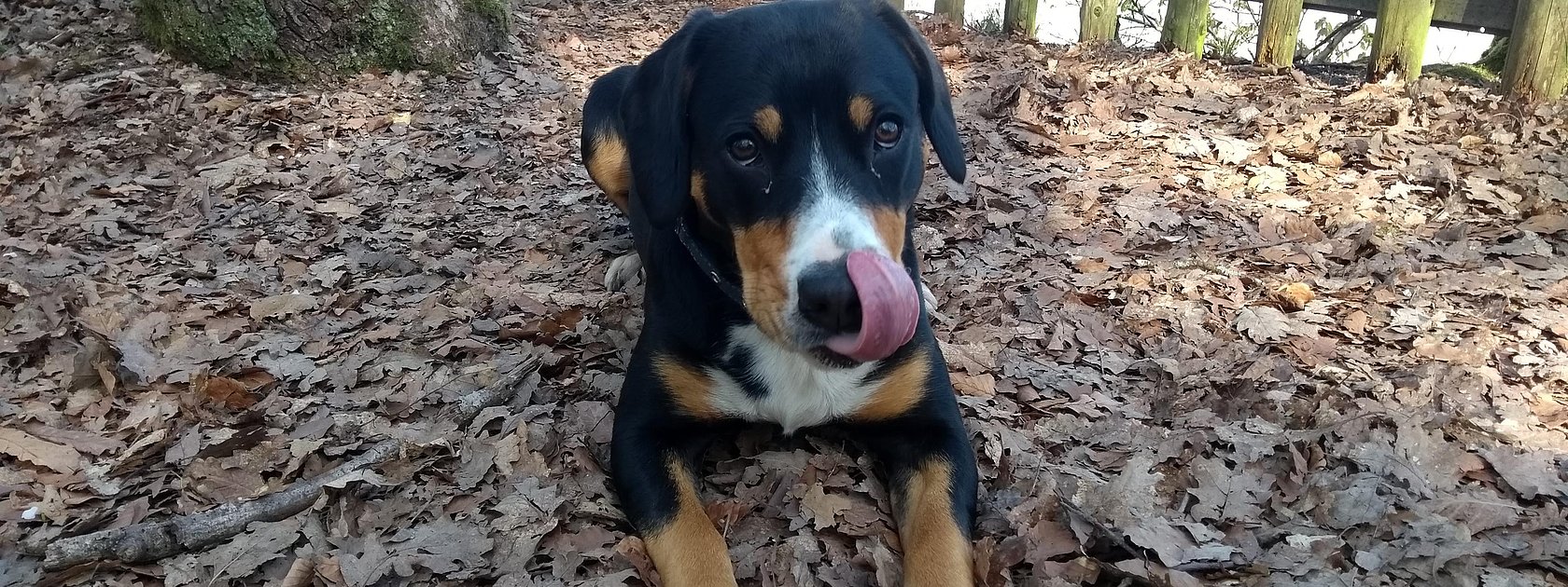 Hund