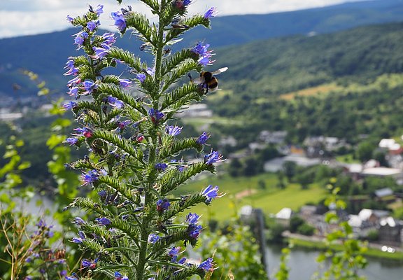 Hummel auf eine Blume