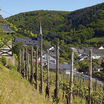 Blick durch die Veldenzer Weinberge