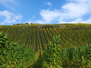 Weinberge im Ferienland Bernkastel-Kues