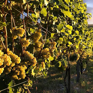 Weinreben