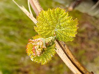 Weinberge an der Mosel