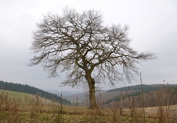 Eiche auf der Hunsrückhöhe