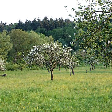 Streuobstwiesen Wehlen