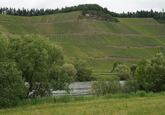Mosel und Weinberge