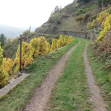 Weinbergsweg oberhalb Valwig