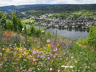 Lebendige Moselweinberge