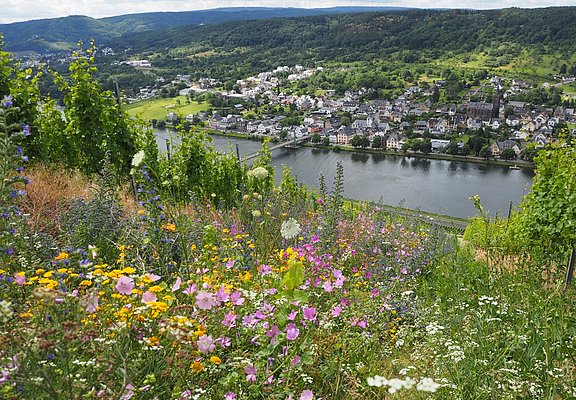 Lebendige Moselweinberge