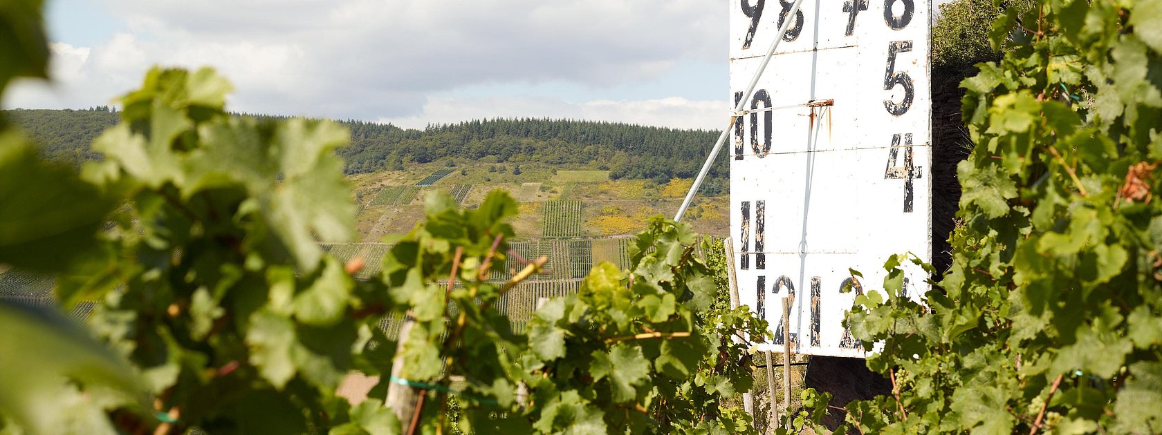 Maringer Sonnenuhr in den Weinbergen
