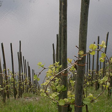 FeWo Bild Weinberge Mai mit Mosel 3