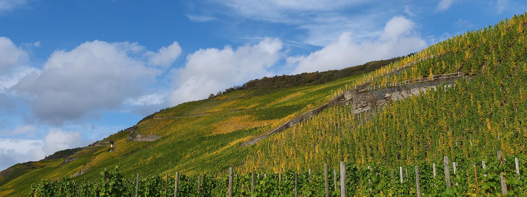 Weinberge an der Mosel im Ferienland Bernkastel-Ku