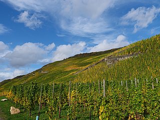 Weinberge an der Mosel im Ferienland Bernkastel-Ku