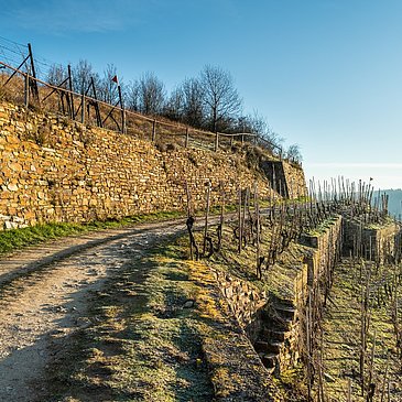 Der Moselsteig bei Winningen