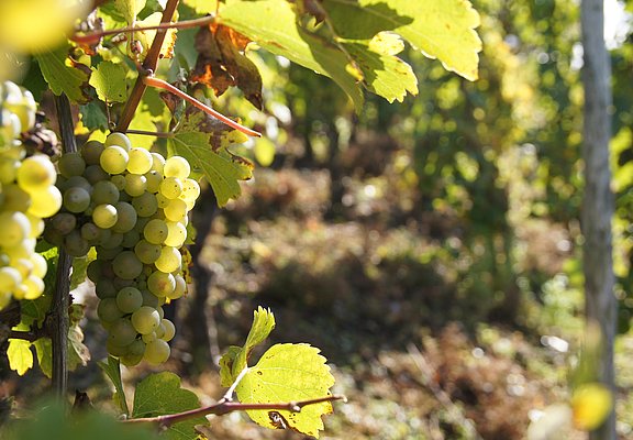 Weinreben – © Tourist-Information Traben-Trarbach