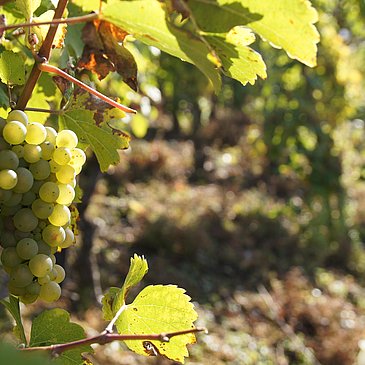 Weinreben – © Tourist-Information Traben-Trarbach