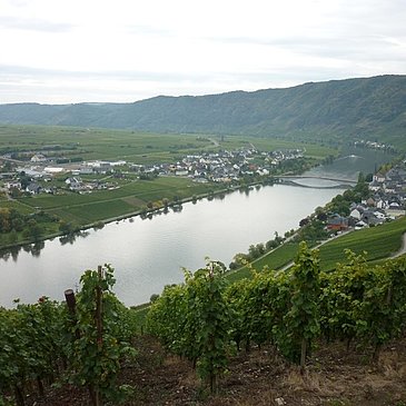 Die Mosel bei Piesport