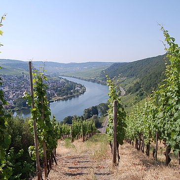 blick_auf_neumagen_dhron_quelle_mosellandtouristik