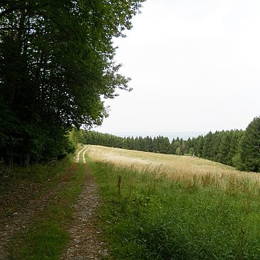 Wald-und Wiesenweg
