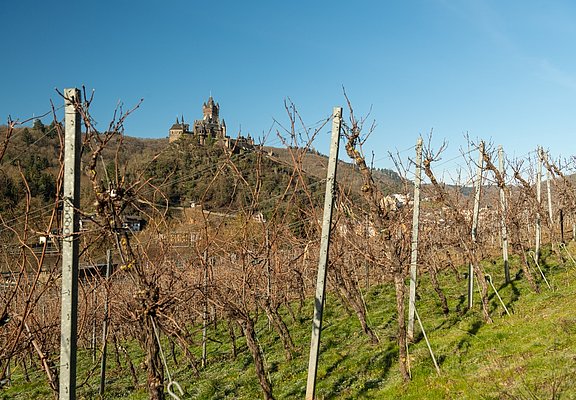 Auf dem Moselsteig bei Cochem