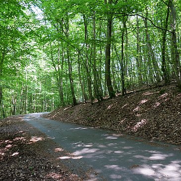 Waldpassage