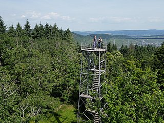 Grainskopf im Wald