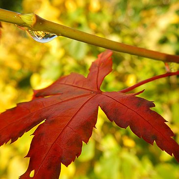 Gartenherbst