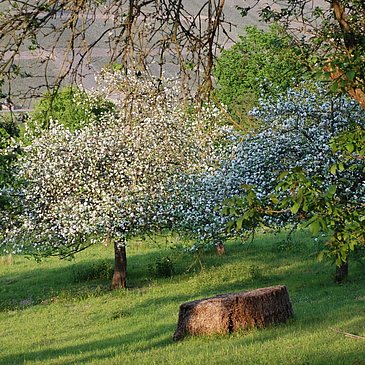Naturschutzgebiet in Wehlen an der Mosel
