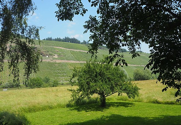 Wiesenlandschaft am Ufer in Brauneberg