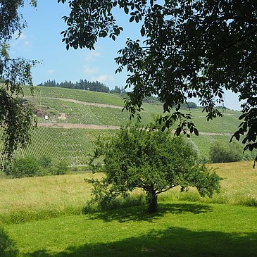 Wiesenlandschaft am Ufer in Brauneberg