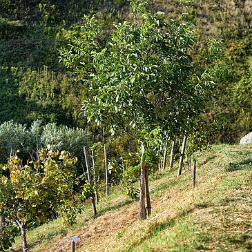 Rastmöglichkeit im Sortengarten