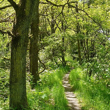 Unterwegs bei den Graacher Schanzen