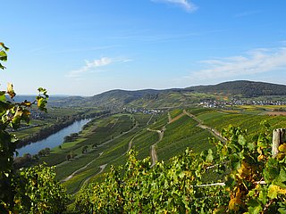 Weinberge in Kesten