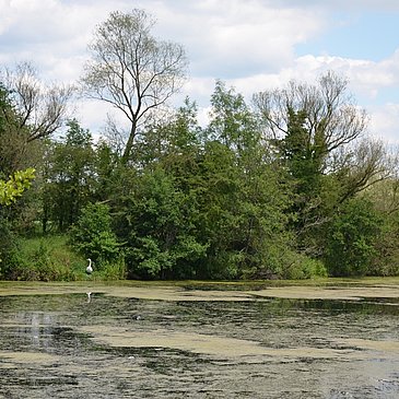 Vogelschutzgebiet "Pferdemosel" am Mosel-Radweg bei Nennig