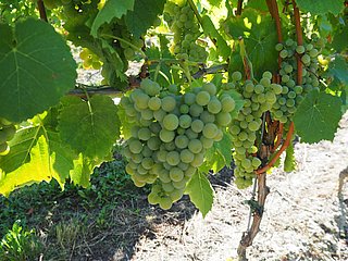 Weintrauben an Weinreben an der Mosel