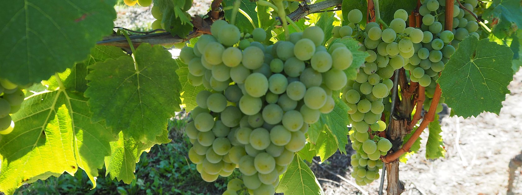 Weintrauben an Weinreben an der Mosel
