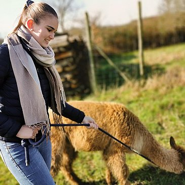 Spaziergang mit Alpaka